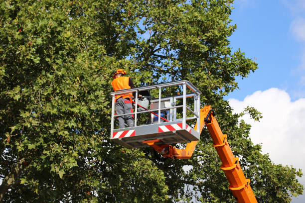 Best Tree Cabling and Bracing  in Antigo, WI