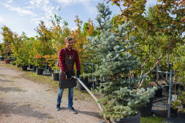 Antigo, WI Tree Removal Company